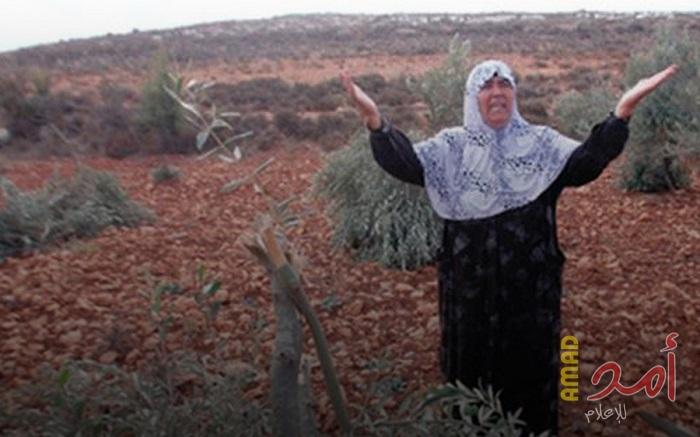 فرق الإرهاب الاستيطانية تهاجم مركبات وأملاك فلسطينية و"تطارد" اشجار الزيتون