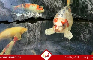 بريطاني يرفض عرض بيع سمكة بوجه إنسان مقابل 7 آلاف إسترلينى